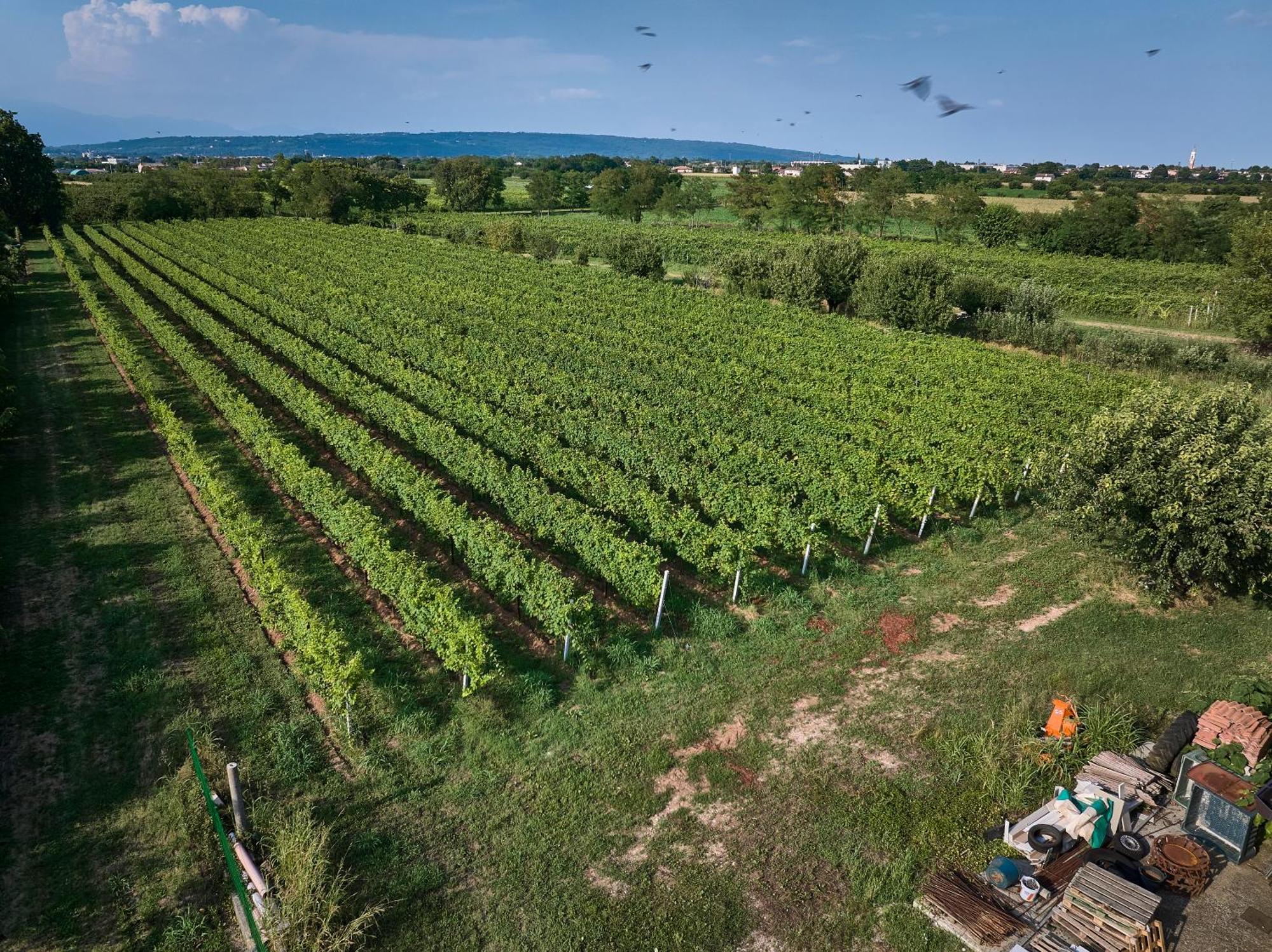 Agriturismo Zappare Farm Hotel Trevignano 외부 사진