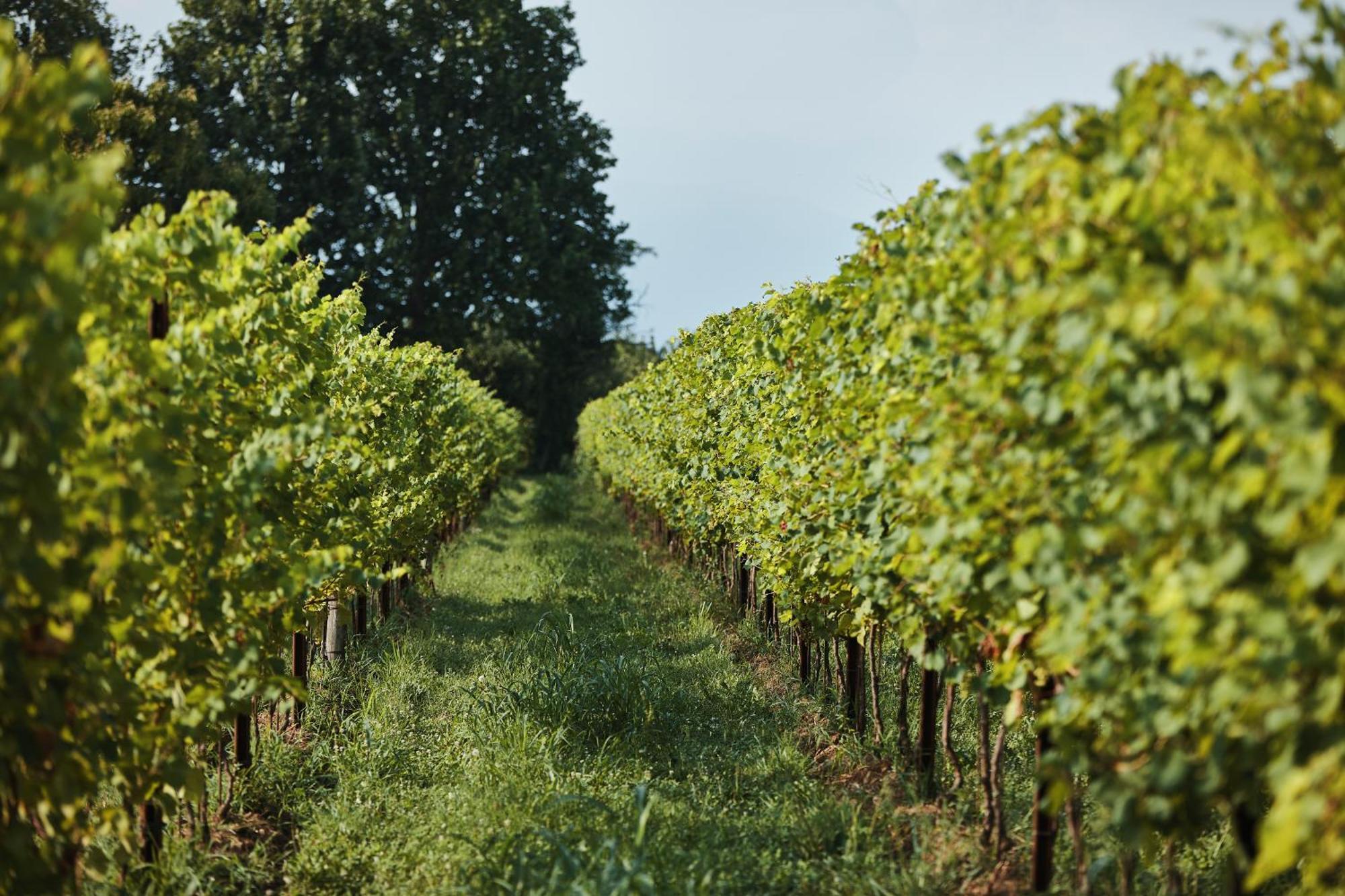 Agriturismo Zappare Farm Hotel Trevignano 외부 사진